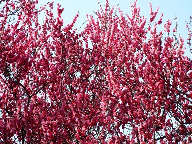 DSCF0227