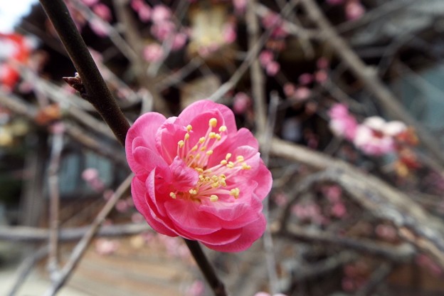 DSCF0049