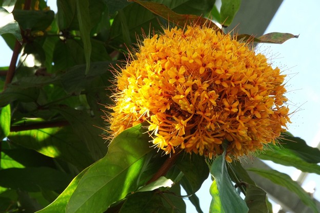 DSCF0353