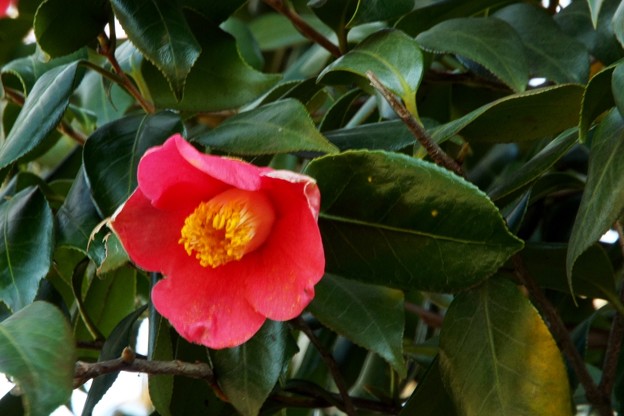 DSCF0376