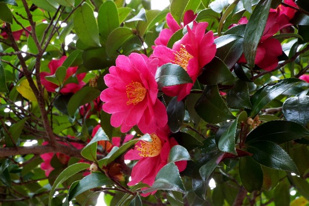 DSCF0282
