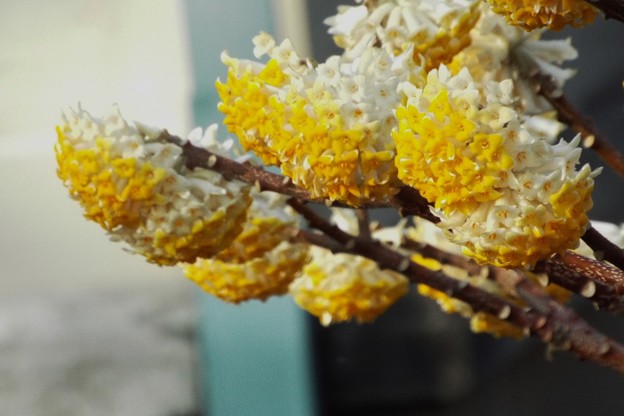 DSCF0783
