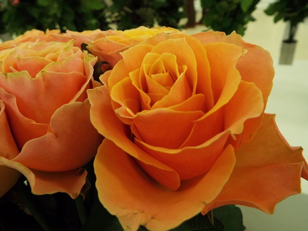 DSCF0050