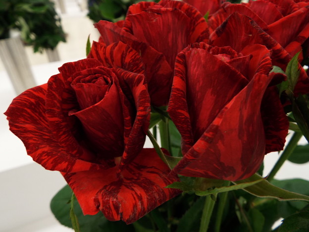 DSCF0444
