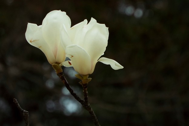DSCF0218