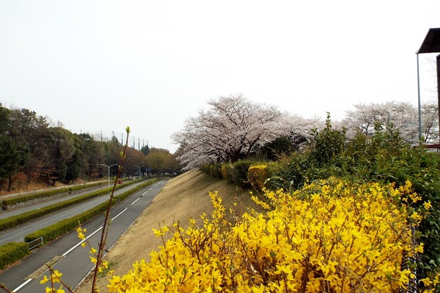 DSCF0101