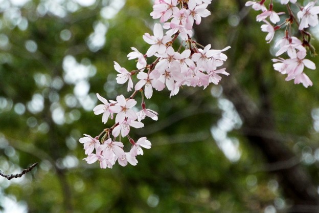 DSCF0445