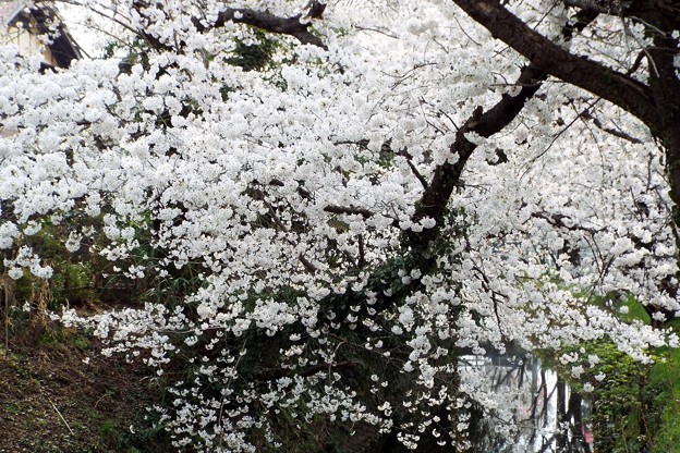 DSCF0222