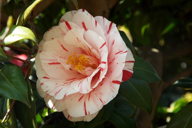 DSCF0483