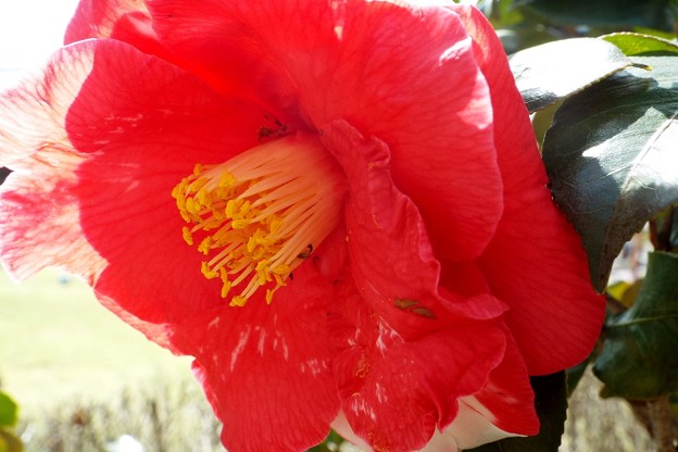 DSCF0492