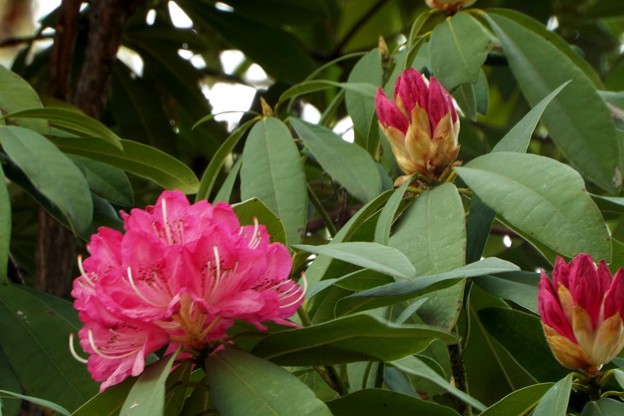 DSCF0736