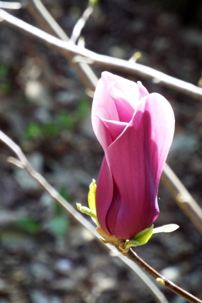 DSCF0241