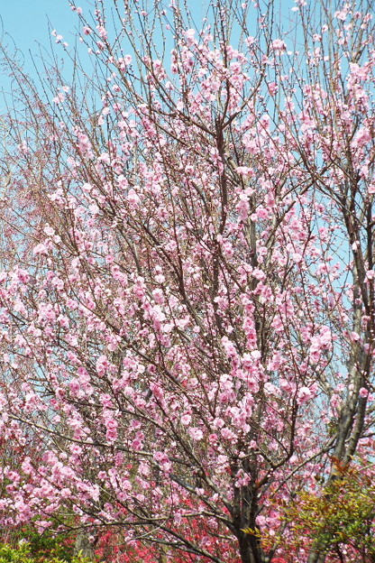 DSCF0097
