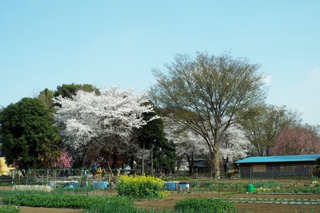 DSCF0212