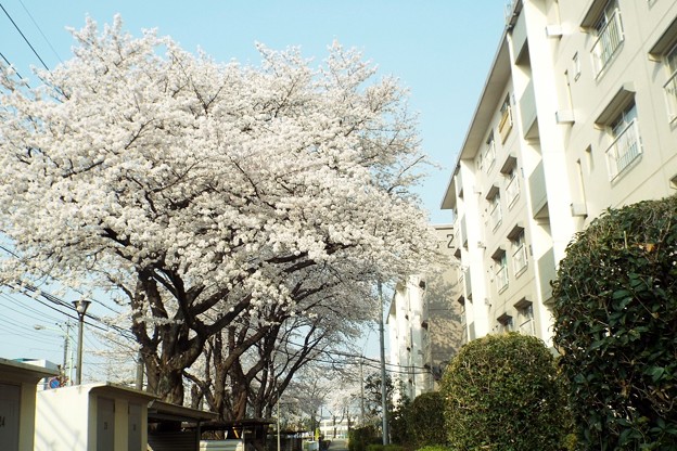 DSCF0295