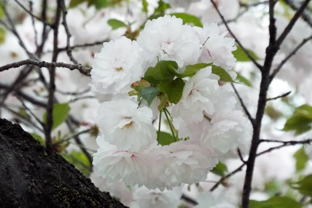 DSCF0617