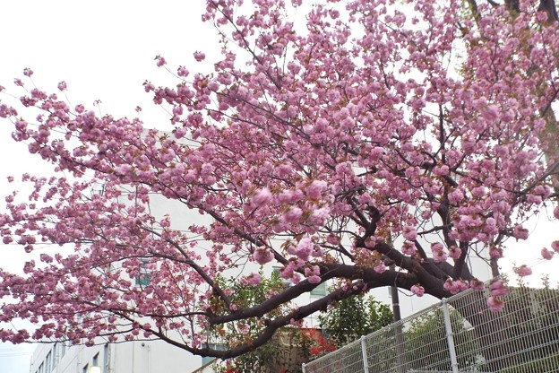 DSCF0730