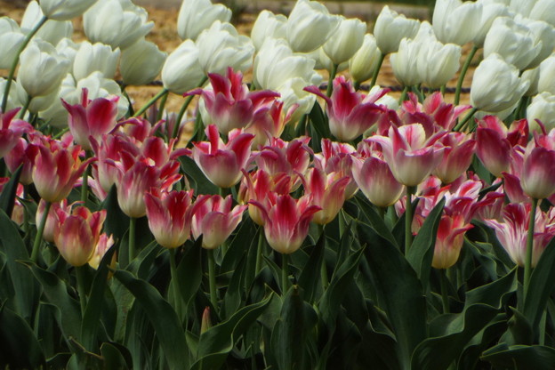 DSCF0105