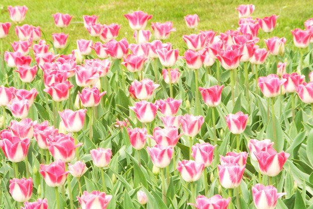 DSCF0277