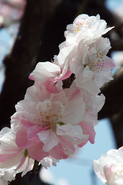 DSCF0437