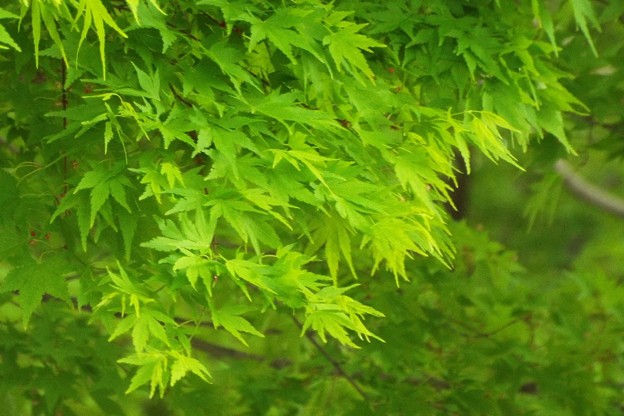 DSCF0689