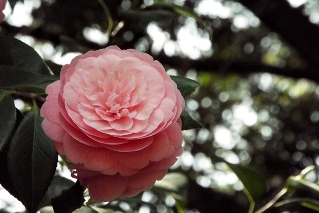 DSCF0334