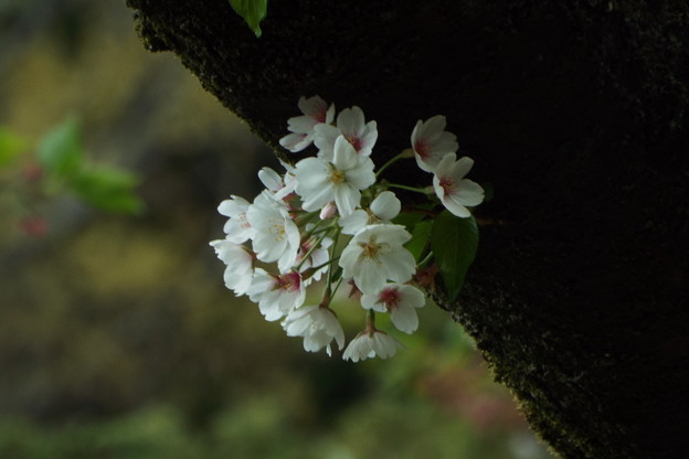 DSCF0373