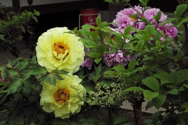 DSCF0018