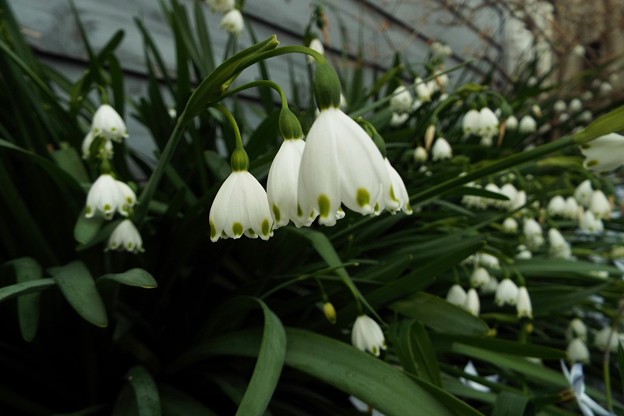 DSCF0264