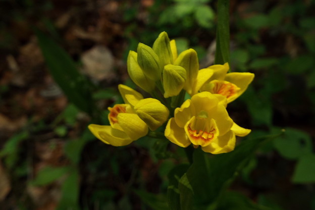 DSCF0094