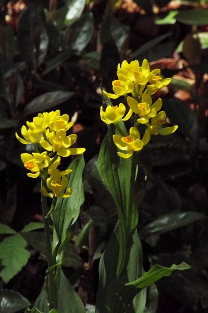 DSCF0115