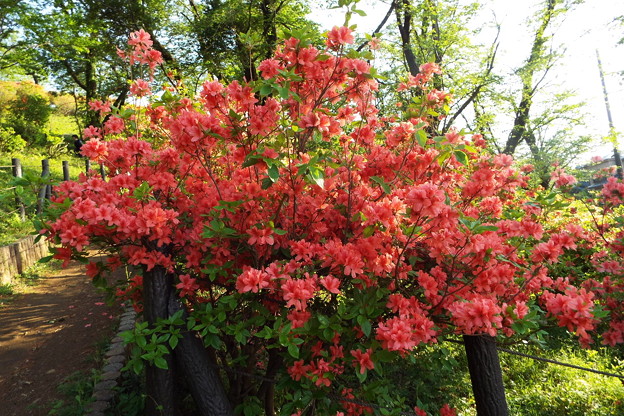 DSCF0598