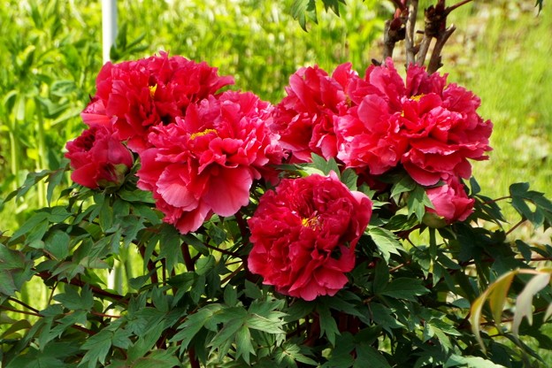 DSCF0025