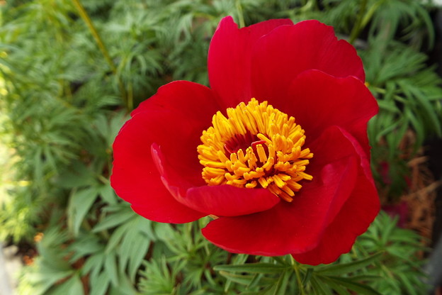 DSCF0037