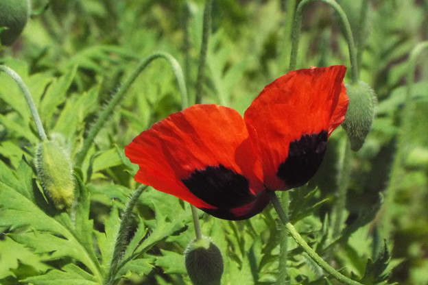 DSCF0268