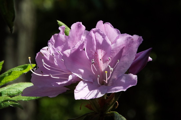 DSCF0363