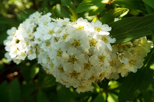 DSCF0271