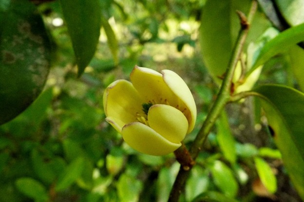DSCF0292