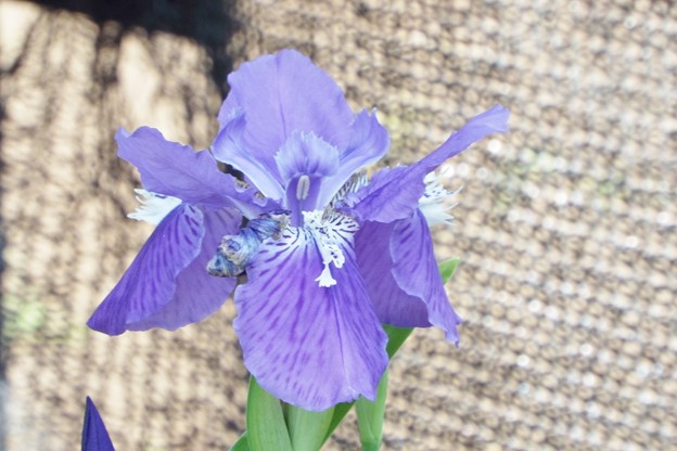 DSCF0176