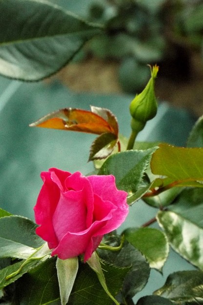 DSCF0339