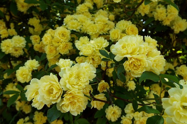 DSCF0206