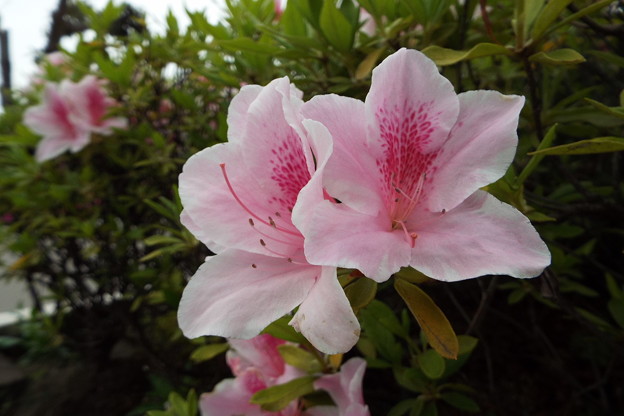 DSCF0153