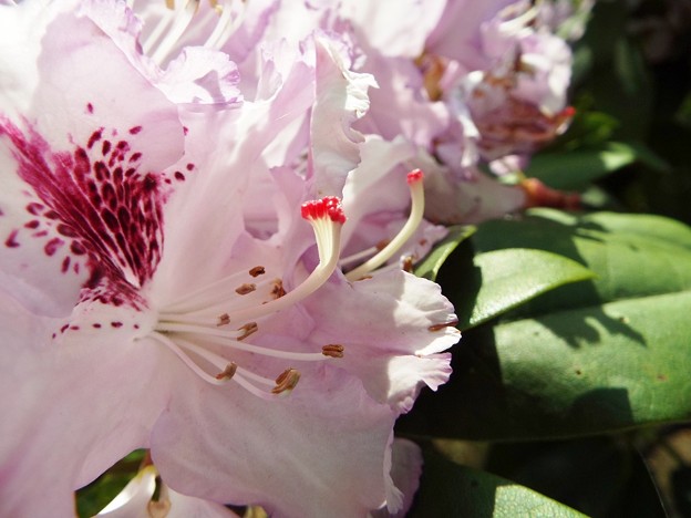 DSCF0236