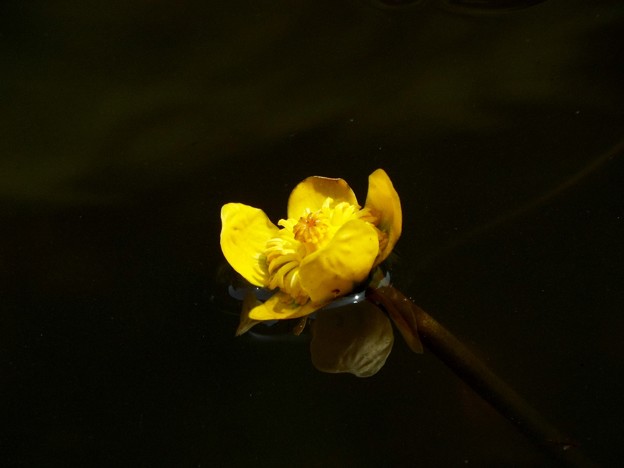 DSCF0293