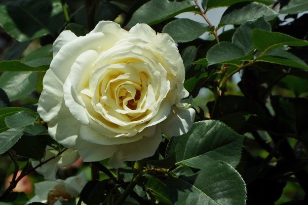 DSCF0057