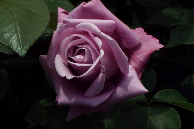 DSCF0109