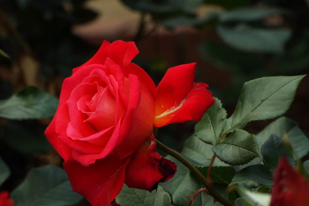 DSCF0251