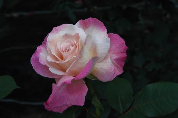 DSCF0634