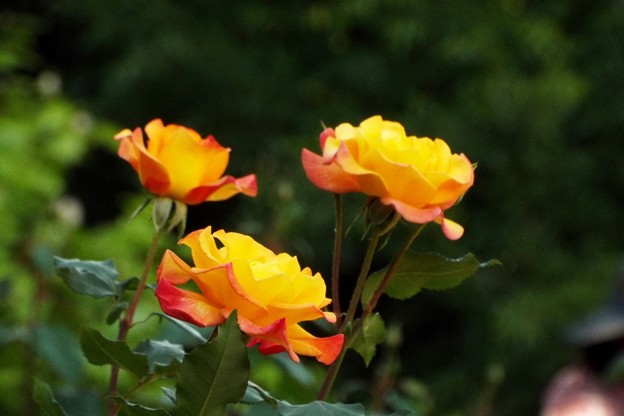 DSCF0640