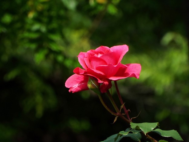 DSCF0353